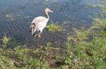 wading into roosting pool August 2010